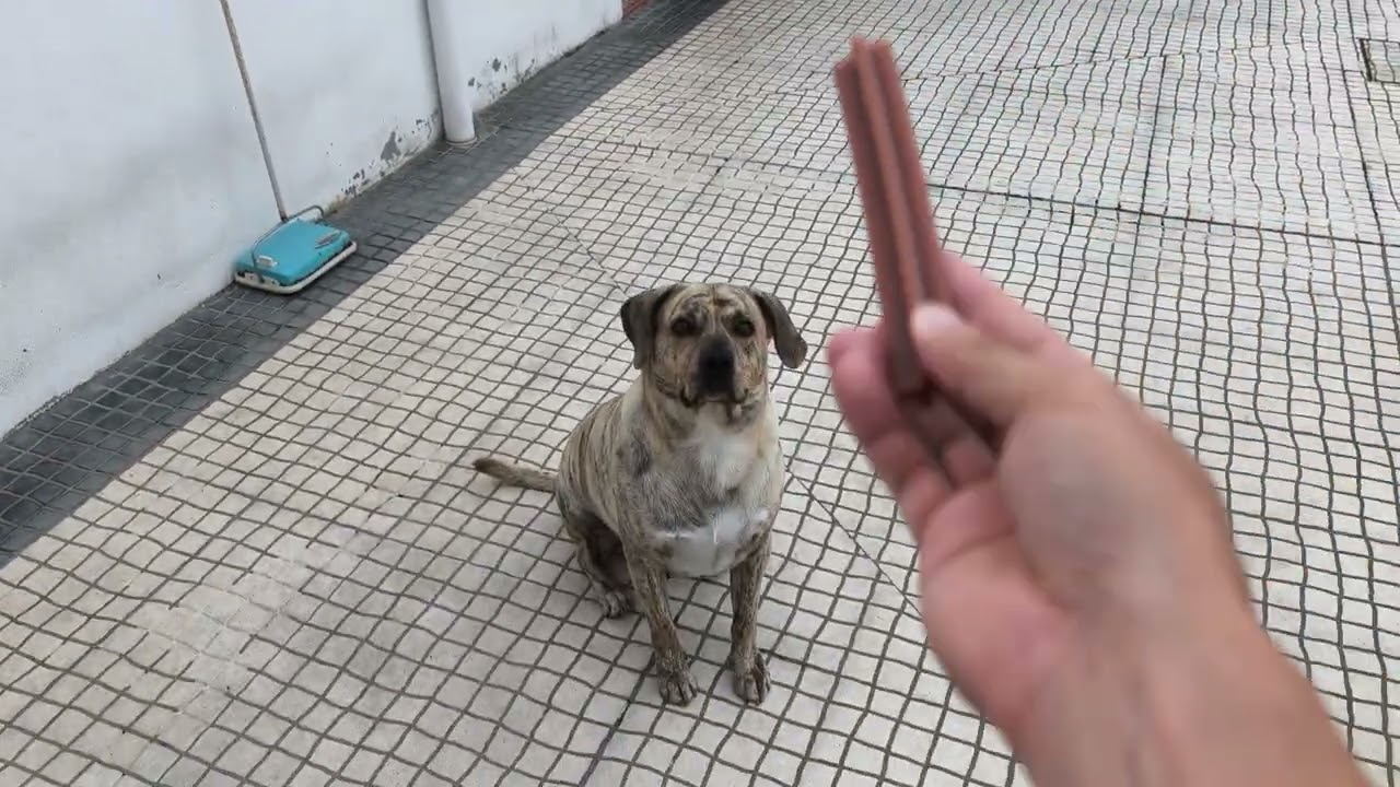 Snow a apanhar a prenda!