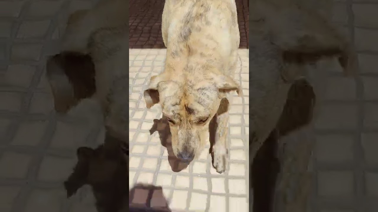 Zenfone teste vídeo (Estabilização)