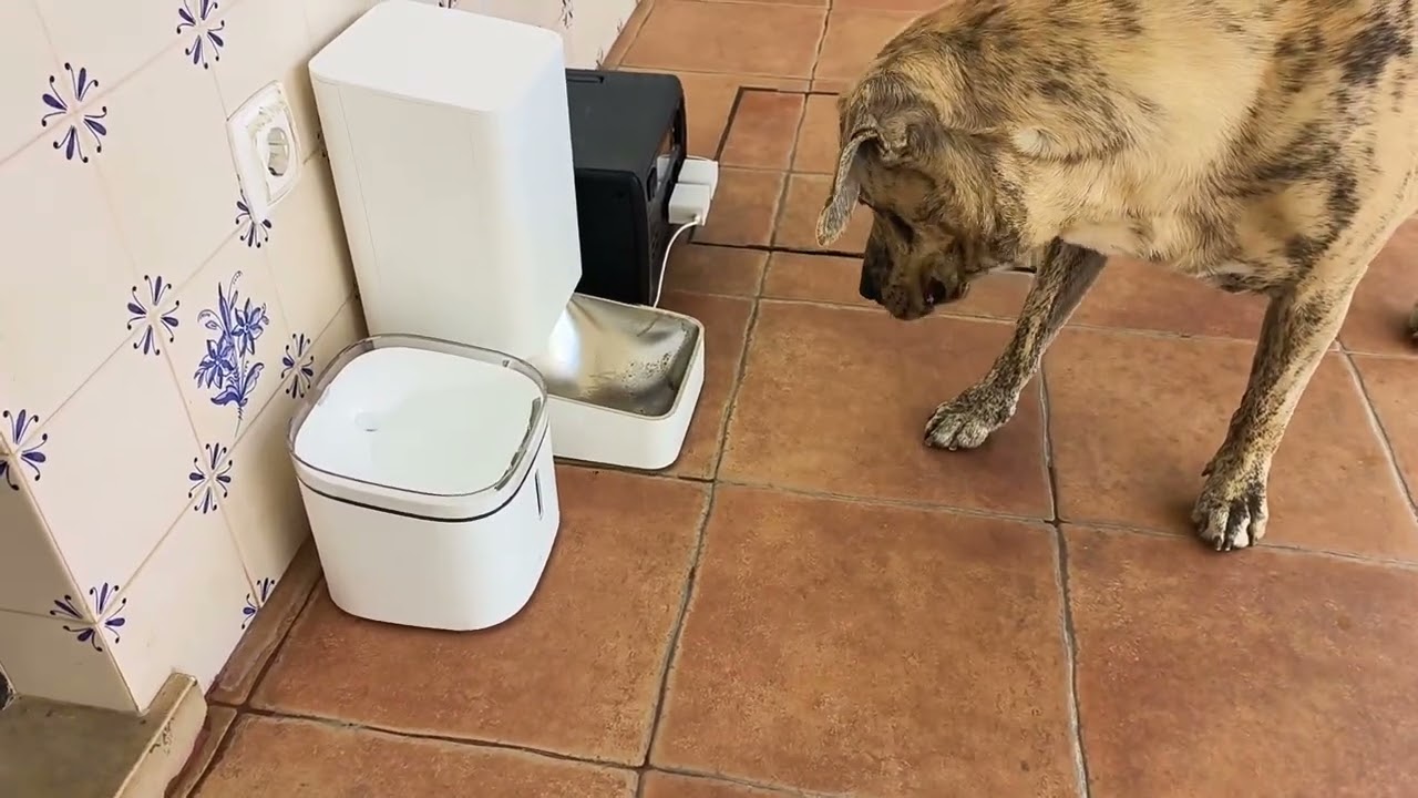 Snow a comer e a beber (Xiaomi)