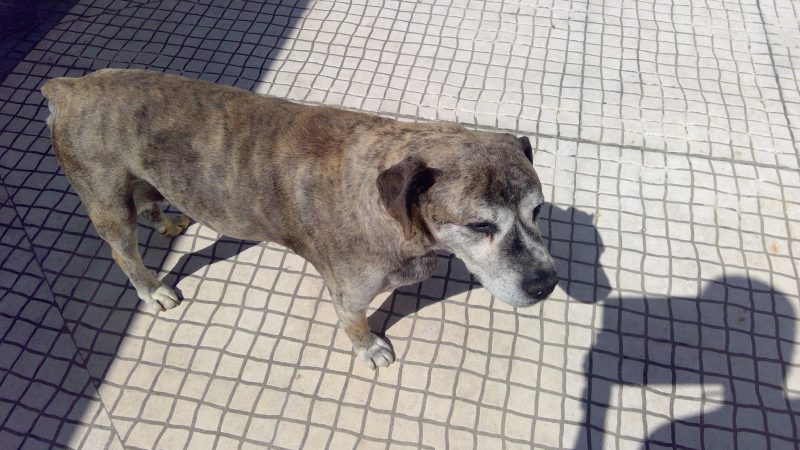 Análise Microsoft Surface Pro