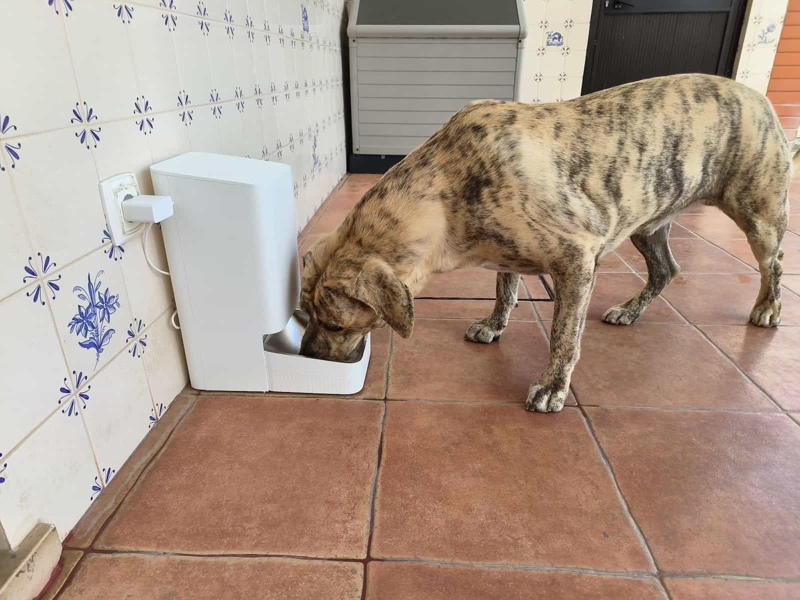 (Análise) Xiaomi Pet Feeder: Dar comida também é smart!