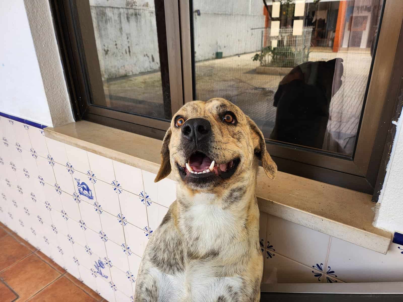 Snow, Cão, Falar, IA