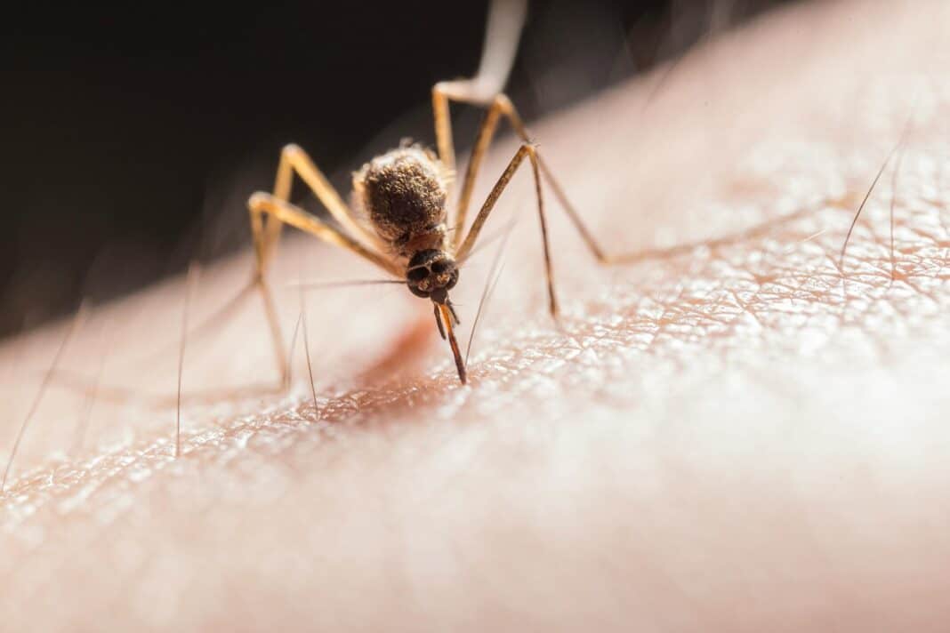 os mosquitos picam mais a uns do que a outros. sabe porquê?