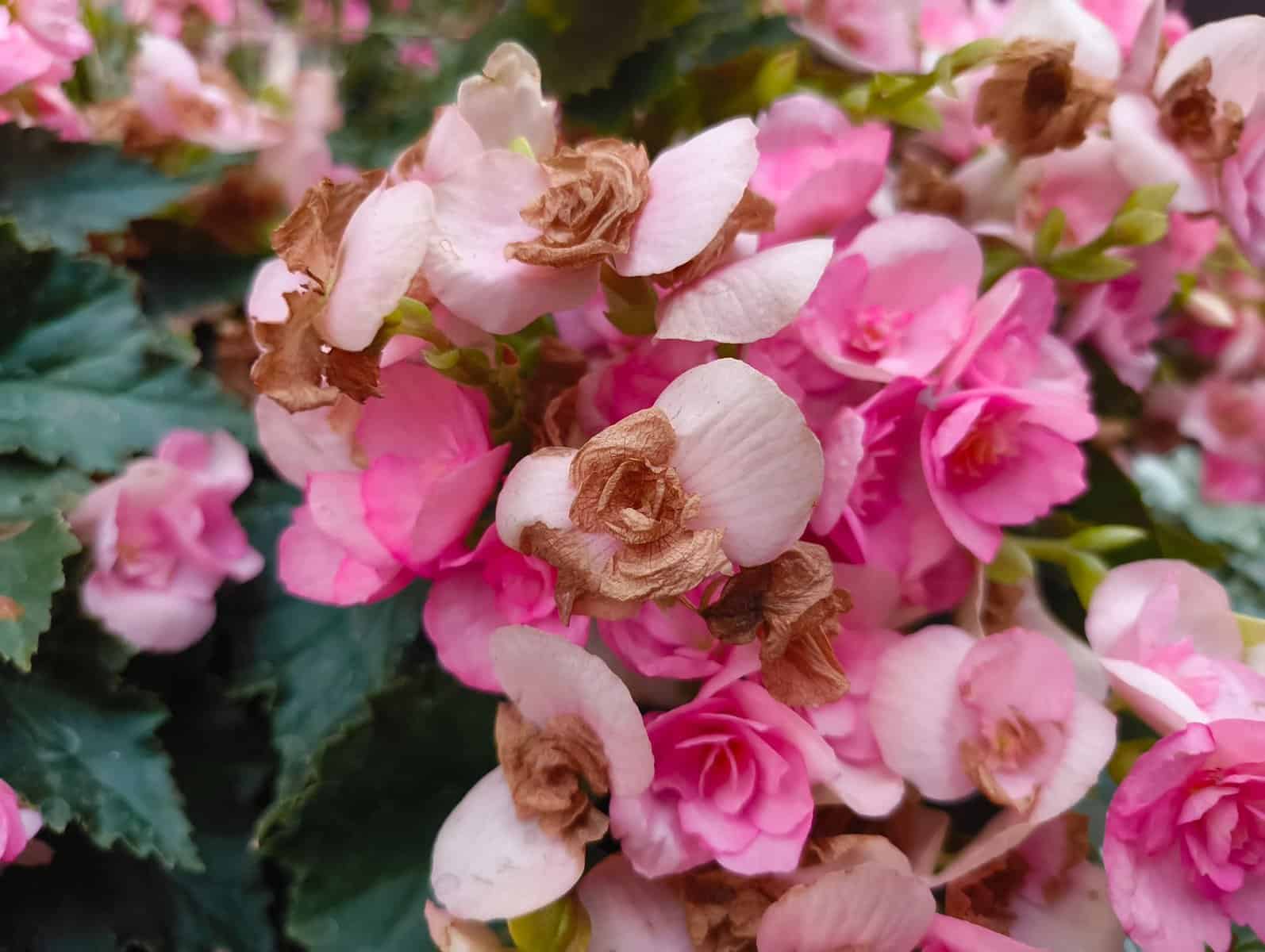 (review) nothing phone (2a) plus: lançamento estranho! rascunho (review) nothing phone (2a) plus: lançamento estranho! rascunho