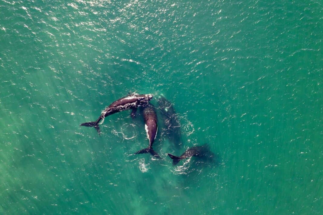 orcas começaram a usar chapéus e ninguém sabe porquê