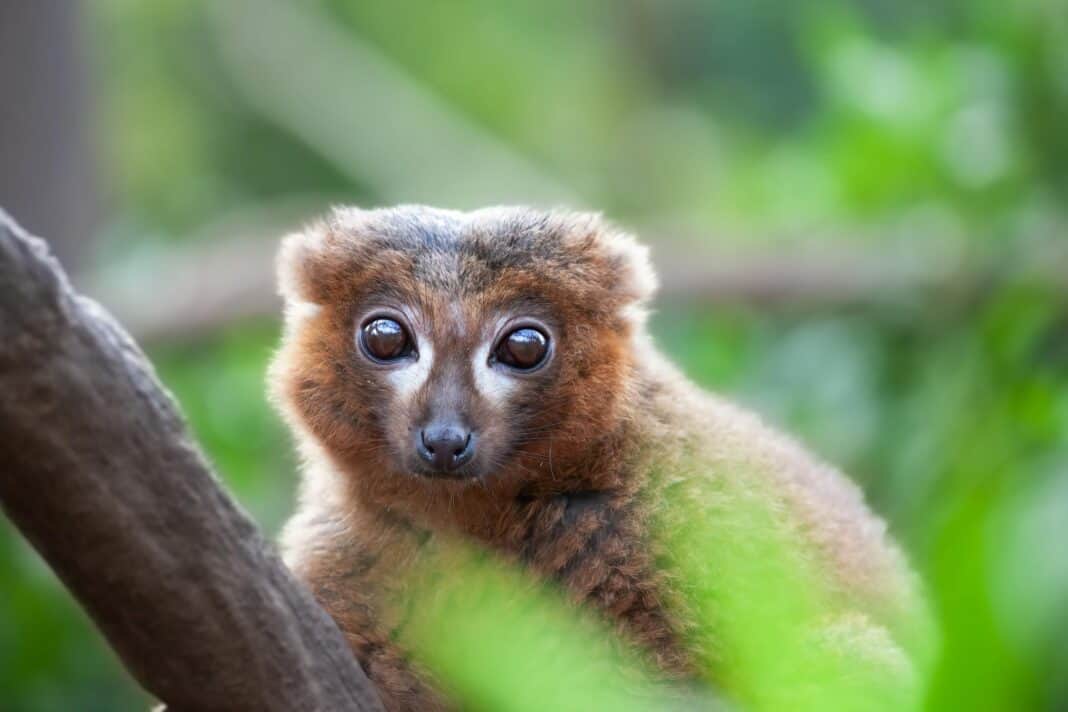 um animal pode ter o segredo para reverter o envelhecimento
