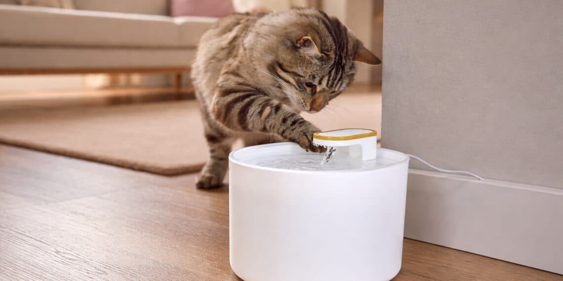 ALDI: o gadget que mantém o teu cão ou gato hidratado