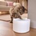 ALDI: o gadget que mantém o teu cão ou gato hidratado